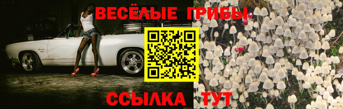 сколько стоит  Ярославль  Галлюциногенные грибы Psilocybine cubensis 